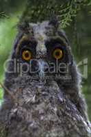 Little Owl masked in the tree juniper