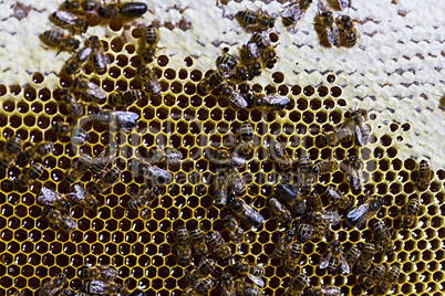 bees on honeycomb with honey