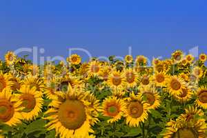 Sunflower field on a sunny day. Background of sunflower.
