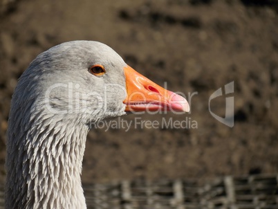 Portrait einer Gans