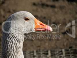 Portrait einer Gans