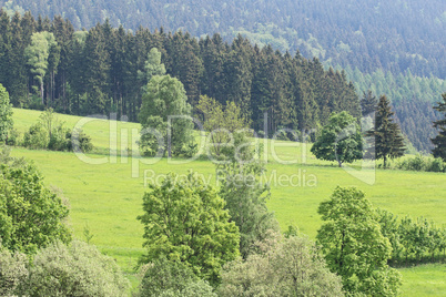 Meadows and forests