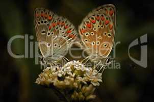 Contact - detail of the butterflies