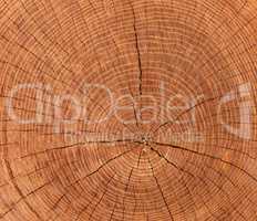 cross-sectional cut of tree