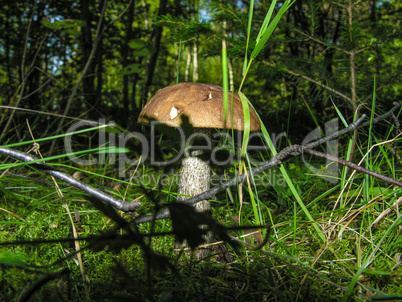 Beautiful sturdy boletus