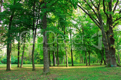 Beautiful park with many green trees
