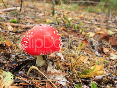 Beautiful red fly agaric in the forest