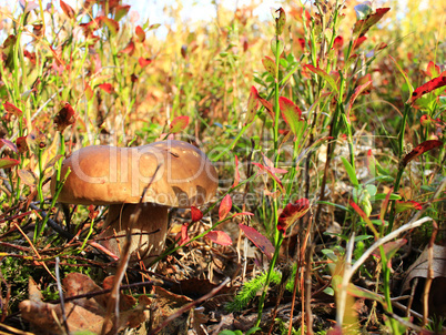 cep in the autumn forest