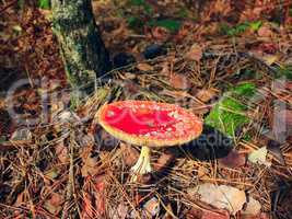 Beautiful red fly agaric in the forest