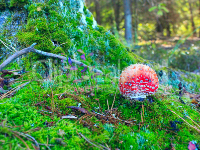 red fly agaric growing in the green moss near the tree