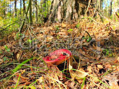 red russula in the forest