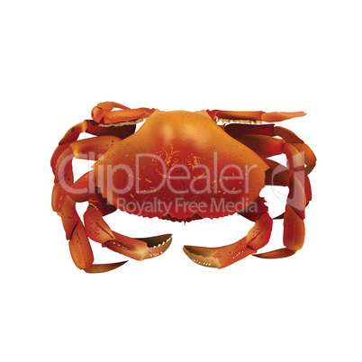 Crab, Isolated Illustration