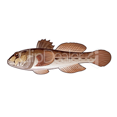 Goby, Isolated Illustration