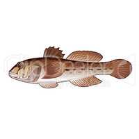 Goby, Isolated Illustration