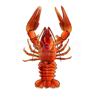 Red Lobster, Isolated Illustration