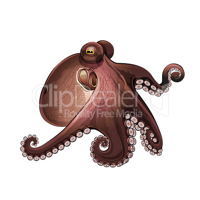 Octopus, Isolated Illustration