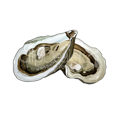 Oyster, Isolated Illustration