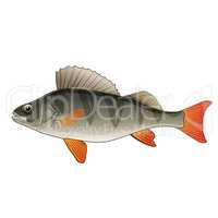 Perch, Isolated Illustration