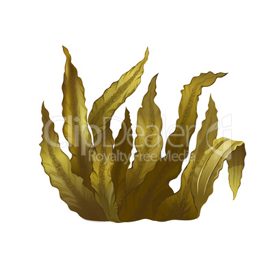 Sea Kelp, Isolated Illustration