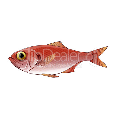 Sebastes, Isolated Illustration