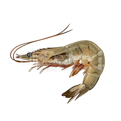 Shrimp, Isolated Illustration