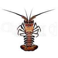 Spiny Lobster, Isolated Illustration