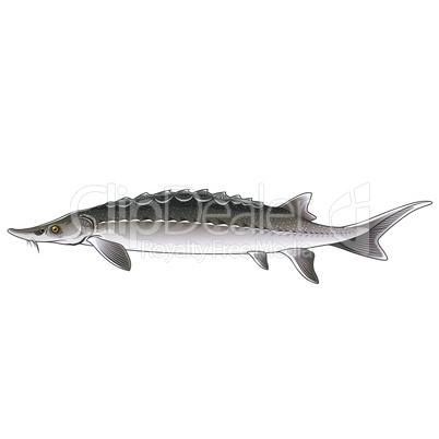 Sturgeon, Isolated Illustration