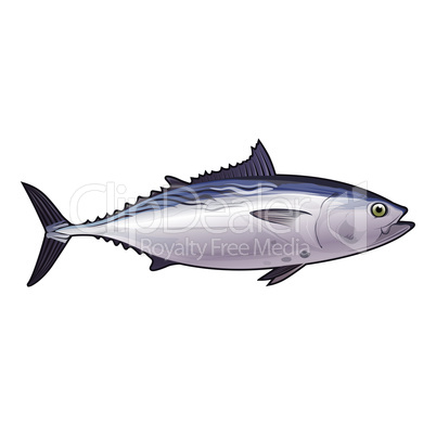 Tuna, Isolated Illustration