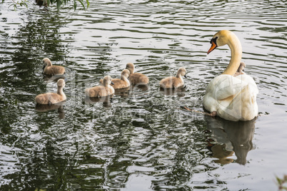 Weißer Schwan mit Jungschwänen