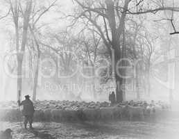 Leading the Flock - sheepherders at work