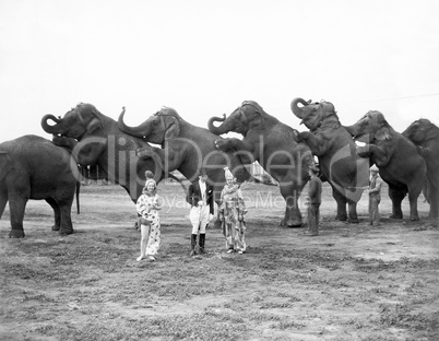 Circus elephants and clowns