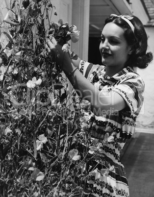 Woman cutting flowers from vine