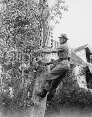 Man pruning tree