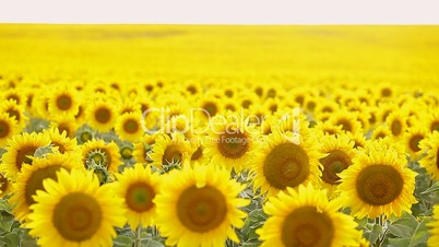 View of sunflower field