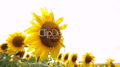 Sunflower field, backlit.