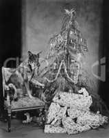 Dog with Christmas tree and presents