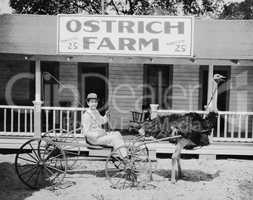 Ostrich pulling man in cart on ostrich farm