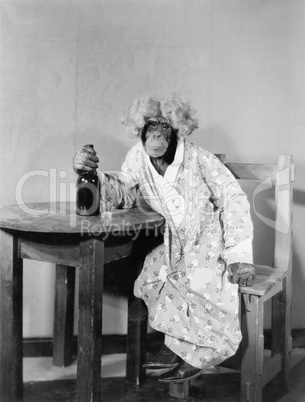Chimpanzee dressed as woman with bottle and shot glass