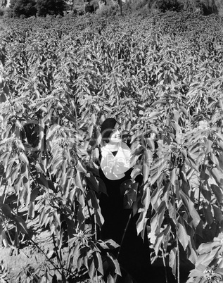 Woman standing in field of tall poinsettia plants