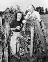 Couple standing in their garden showing off tomatoes