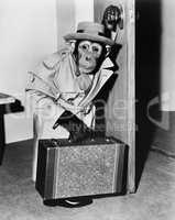 Chimpanzee in coat and hat walking with a suitcase