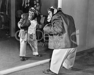 Chimpanzee in a jacket and trousers in front of a mirror