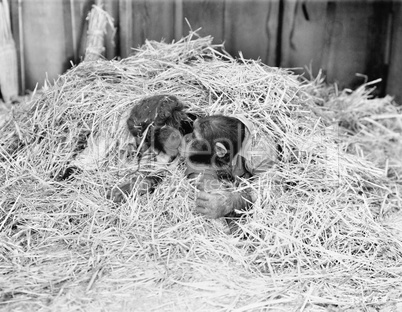 Two Chimpanzee kissing in the hay