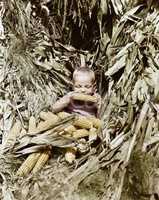 Boy eating a corn cob in a corn field