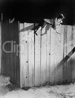 Young woman trying to climb over a wooden fence