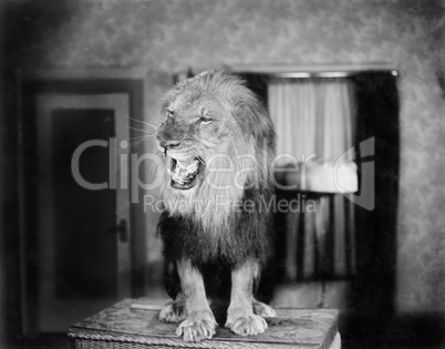 Growling lion in a living room