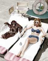 Chimpanzee and a woman sunbathing