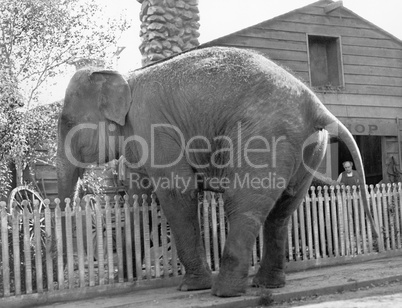 Elephant trying to cross over a picket fence