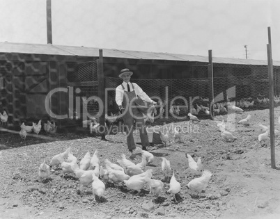 Feeding time at the coop