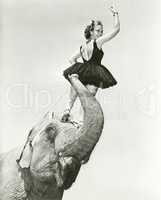 Circus performer stands on elephant's head